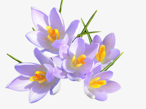 兰花免抠