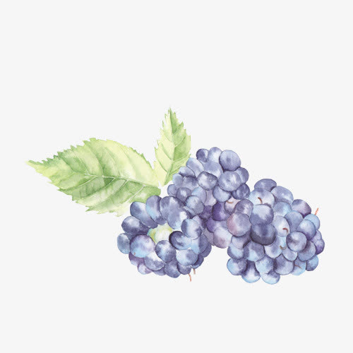 水彩葡萄免抠