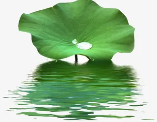 荷叶免抠