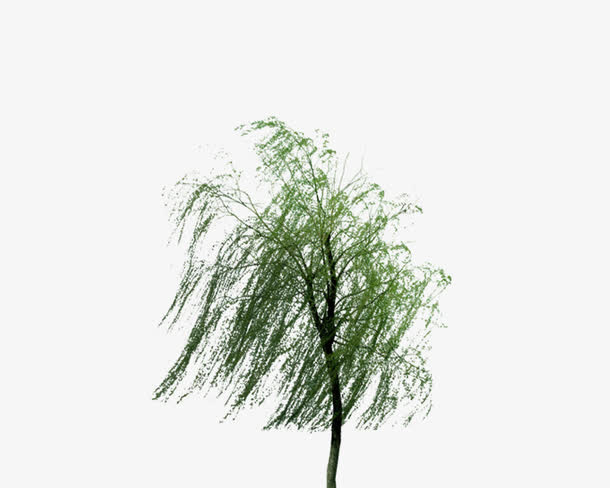 风吹柳树柳树叶免抠