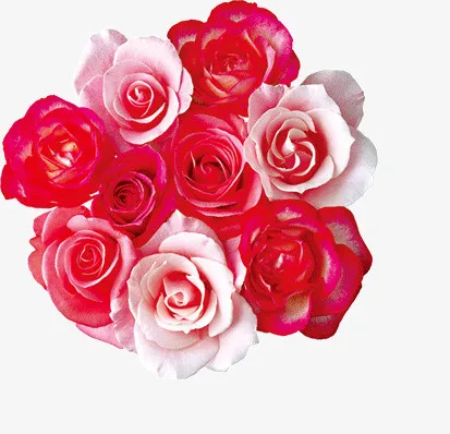 玫瑰花免抠