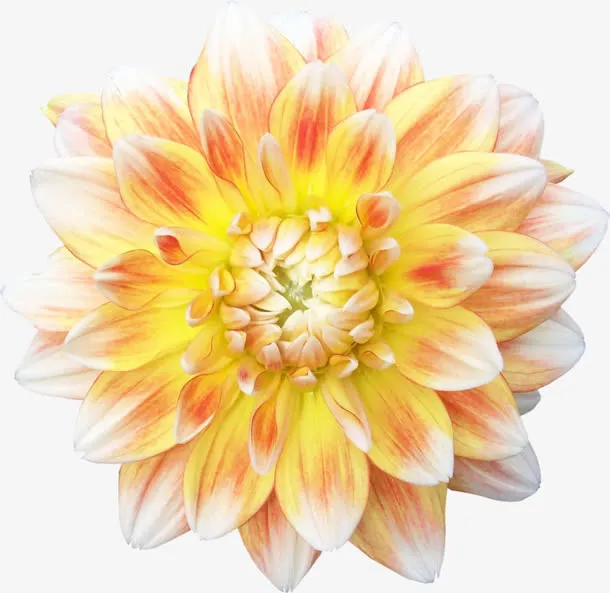 菊花免抠