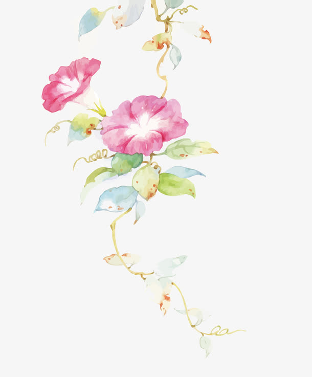 矢量水彩喇叭花免抠