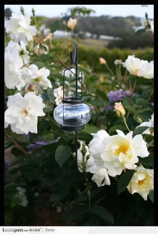 折色茶花大气壁纸免抠