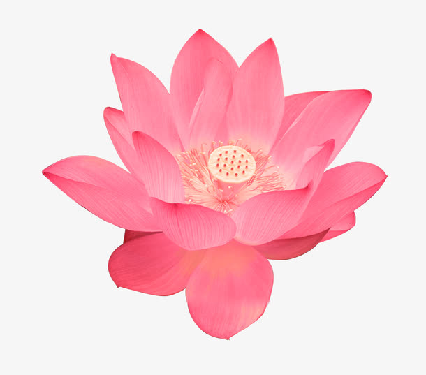 荷花素材免抠