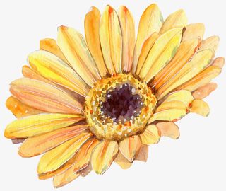 文艺清新花草海报设计装饰向日葵免抠