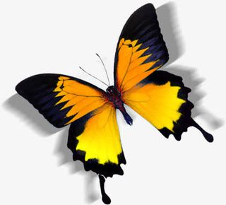 黄色手绘蝴蝶设计唯美免抠