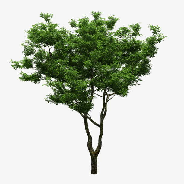 绿色树免抠免抠