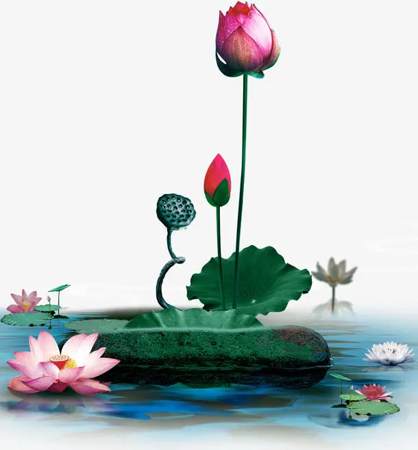 唯美精美中国风莲花荷花荷叶水睡免抠