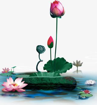 唯美精美中国风莲花荷花荷叶水睡免抠