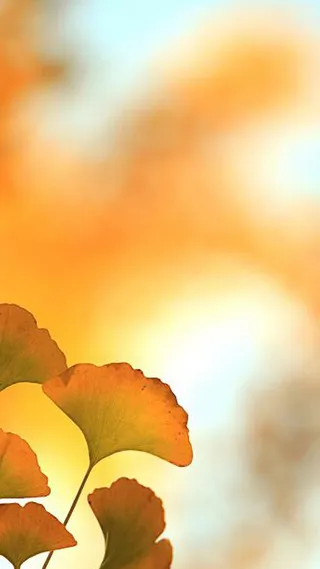 金秋叶子H5背景高清