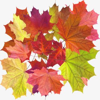 实物一堆树叶免抠