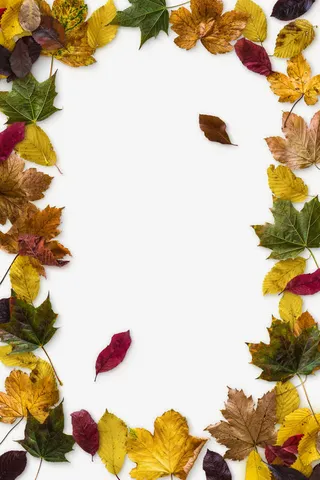 枯叶组成的花框免抠