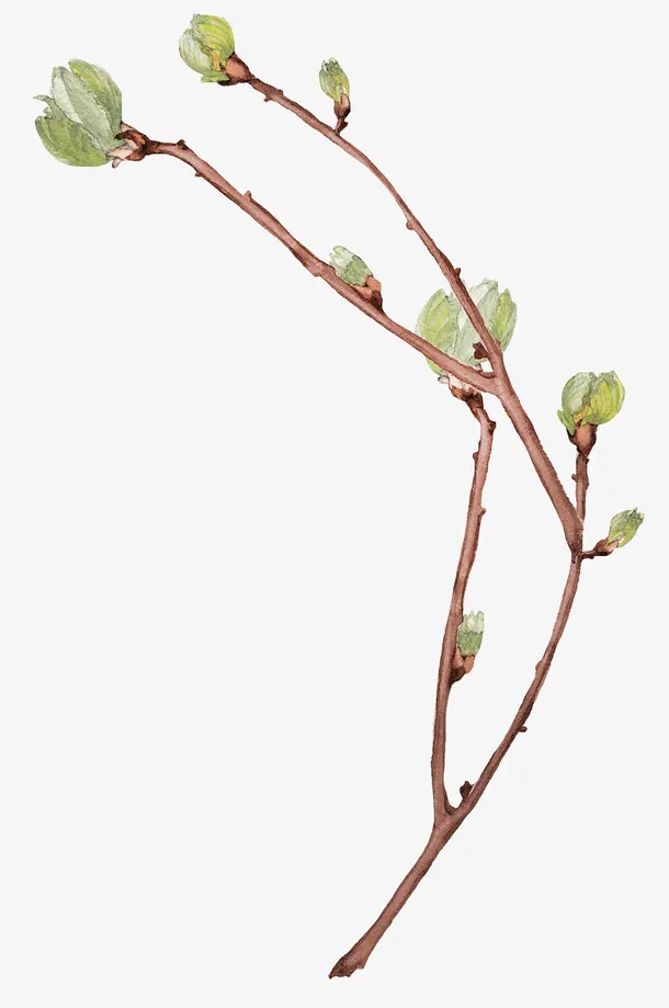 树枝上的嫩芽免抠