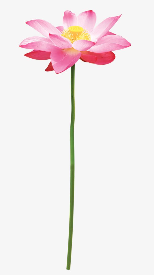 荷花免抠