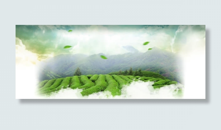 茶叶春天首页海报免抠