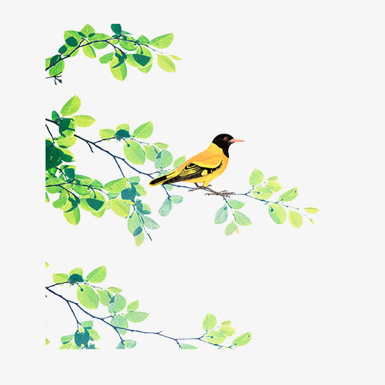 站在树枝上的画眉鸟免抠