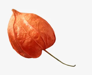 橙色灯笼花免抠