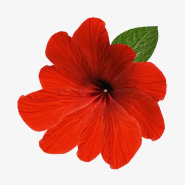唯美鲜花免抠
