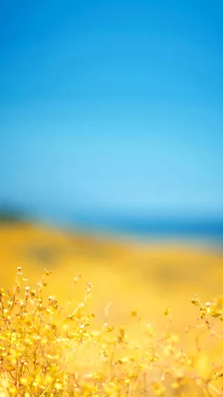 清新浪漫油菜花h5背景高清