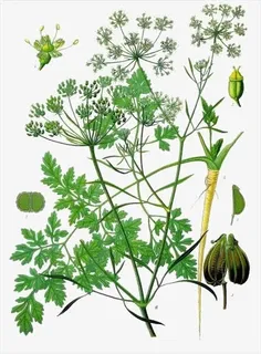 卡通手绘欧芹免抠