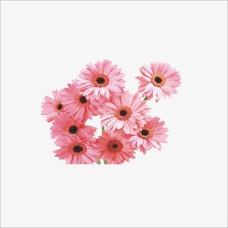 粉红色的花免抠