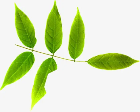 树叶清新装饰设计春天免抠