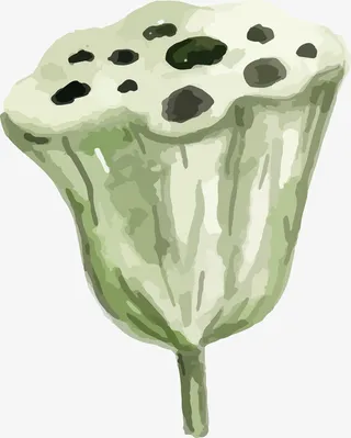 中国风彩绘莲子免抠