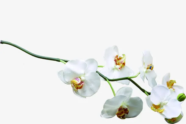 一枝小花独秀免抠