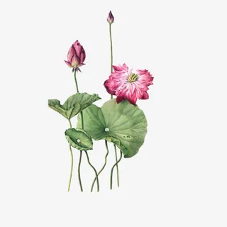 工笔画莲手免抠