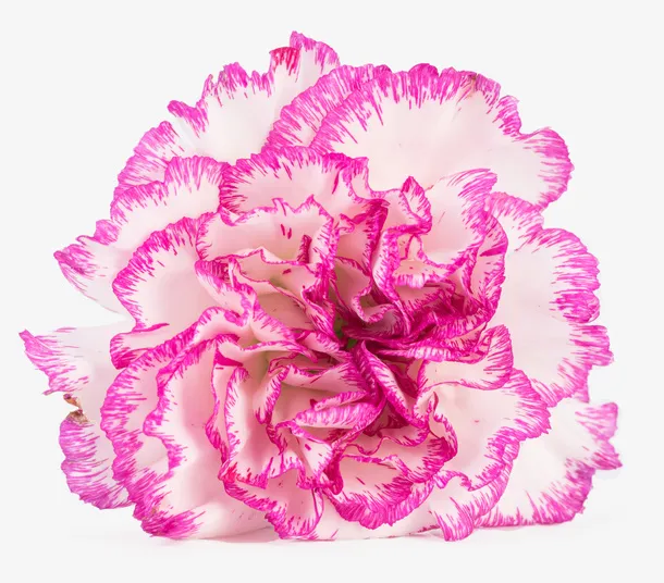 520康乃馨花朵免抠