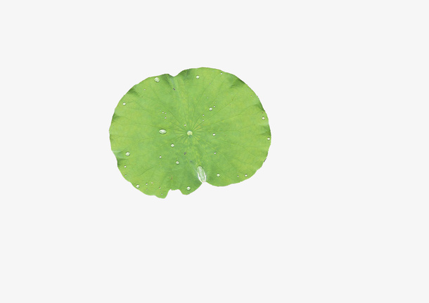 含水珠的荷叶免抠