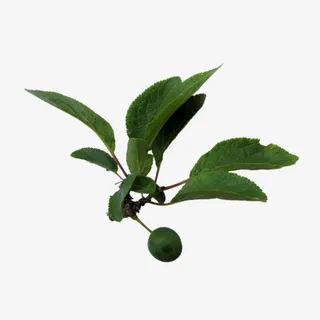 春天绿叶免抠免抠 春天绿叶免抠免抠