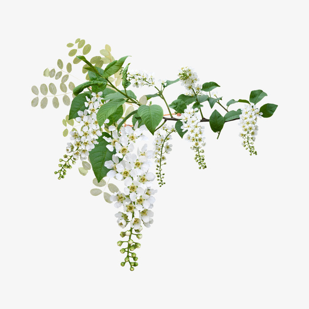 白色花朵串垂落免抠