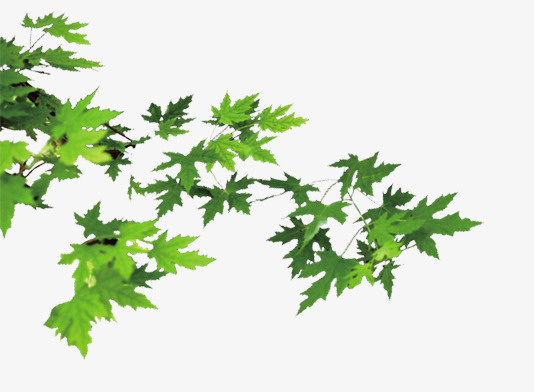 装饰素材  花卉免抠