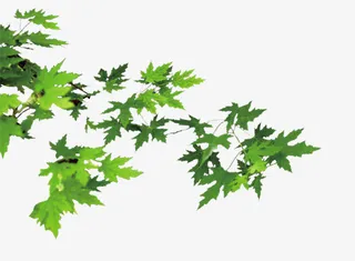 装饰素材  花卉免抠