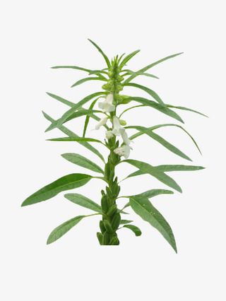 一支芝麻花免抠