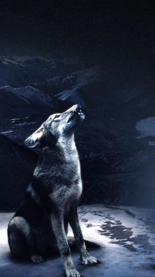 野狼H5背景高清