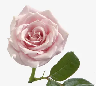 粉色的玫瑰花免抠