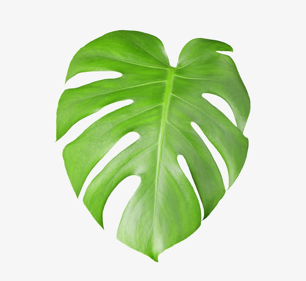 一片芭蕉叶免抠