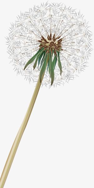 卡通蒲公英免抠