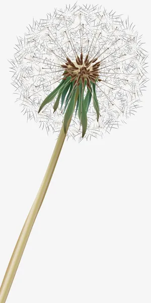 卡通蒲公英免抠