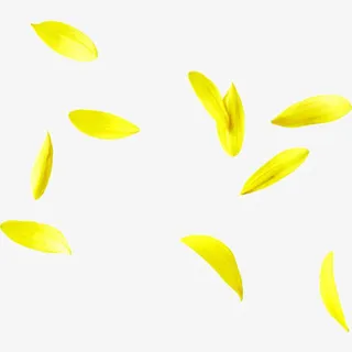 黄色飞舞菊花瓣免抠