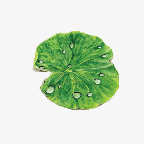 绿色的荷叶免抠