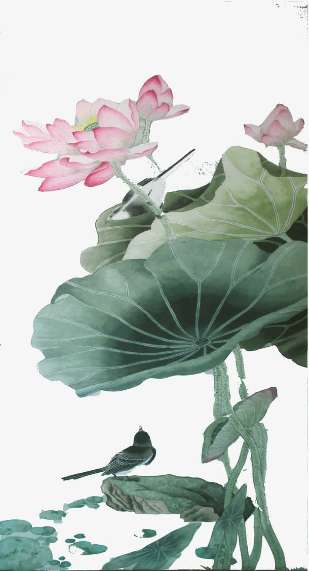 荷花免抠