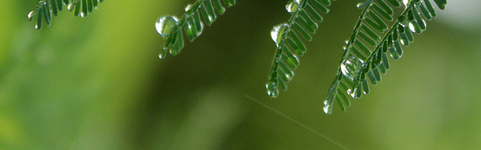 春雨露珠绿叶摄影高清