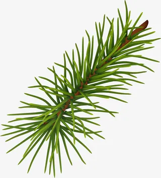 绿色清新树枝免抠