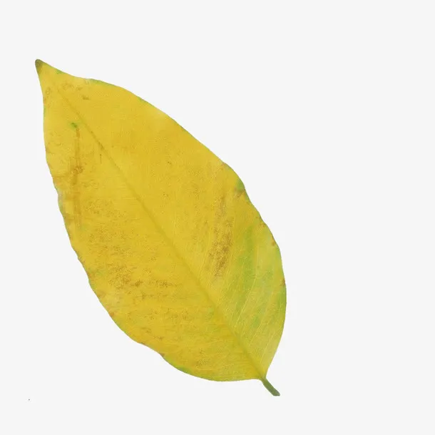 树叶免抠