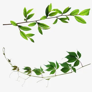 树枝绿叶装饰免抠