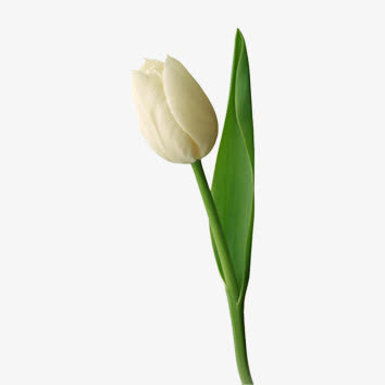 花朵免抠